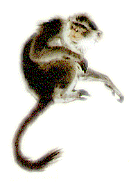 imonkey.gif (10819 bytes)