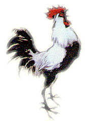 irooster.gif (11042 bytes)