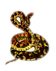 isnake.gif (13607 bytes)