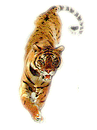 itiger.gif (13388 bytes)